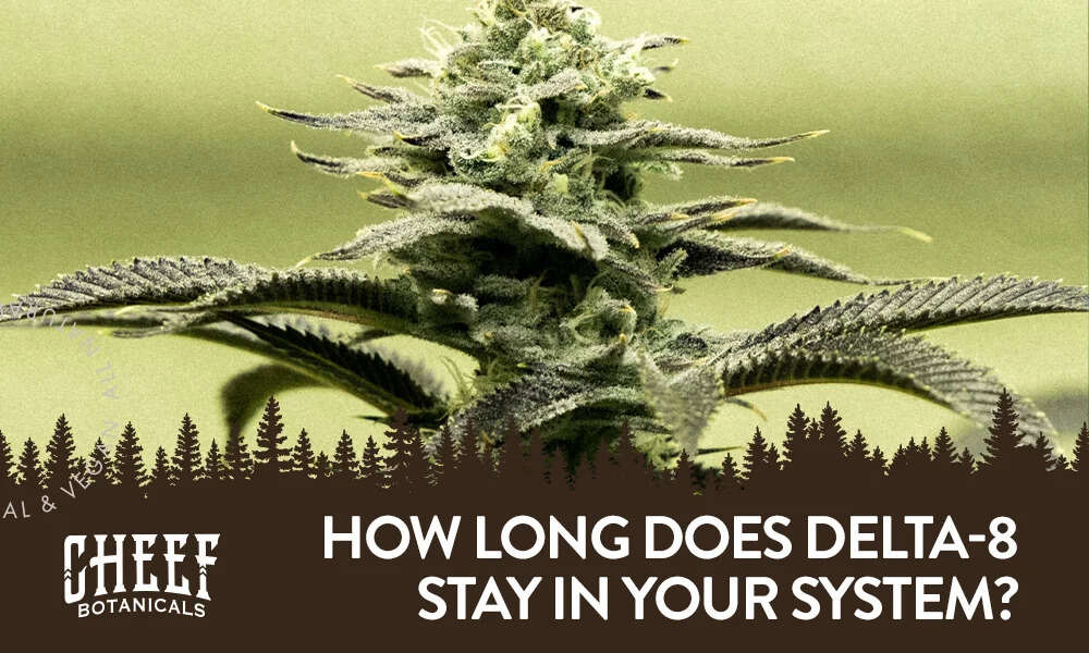 Featured blog image by Cheef Botanical showing a close-up cannabis flower with the text “How Long Does Delta-8 Stay in Your System?” highlighting Delta-8.