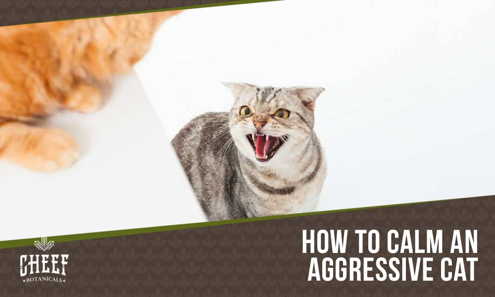 how to calm an aggressive cat