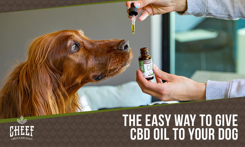 how to give cbd oil to dogs (featured blog image by Cheef Botanicals) shows a person feeding CBD oil to their dog