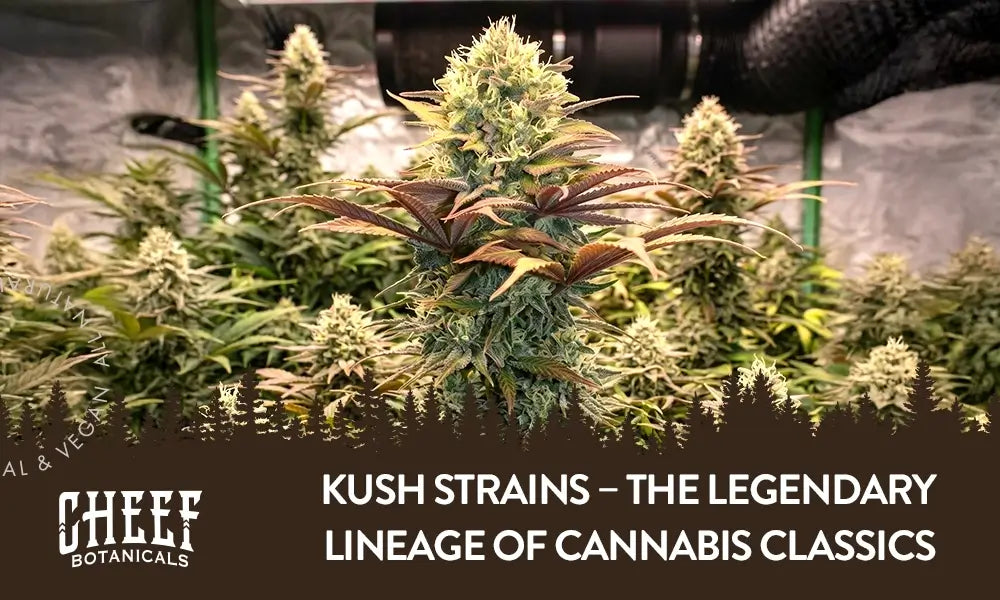 Kush Strains featured blog image by Cheef Botanicals. Show a Banana Kush plant growing with mature buds.