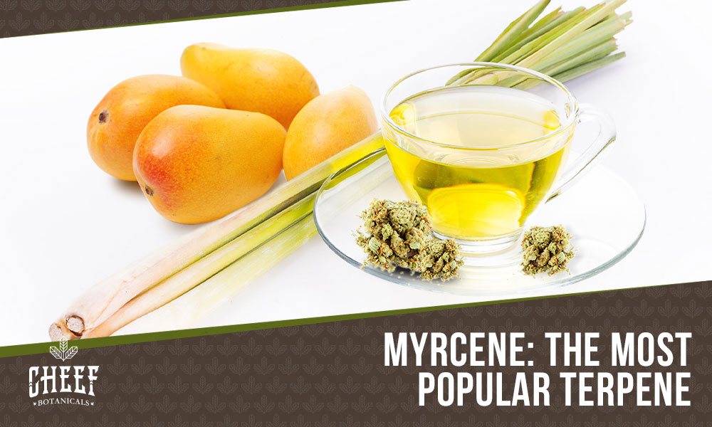 myrcene (featured blog image by Cheef Botanicals) shows various fruits, plants, and herbs with the myrcene terpene on a white surface