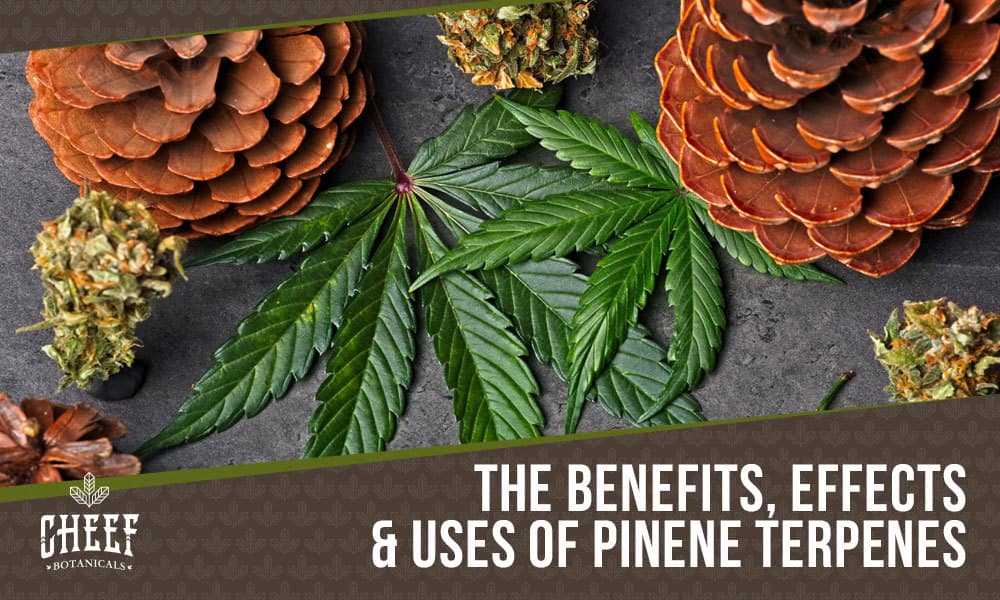 Pinene Terpene featured blog image by Cheef Botanicals. Shows some pine cones, hemp leaves, and hemp buds.