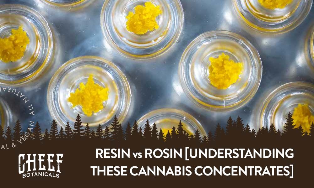 Resin vs rosin featured blog image by Cheef Botanicals (shows many jars of cannabis concentrate live resin)