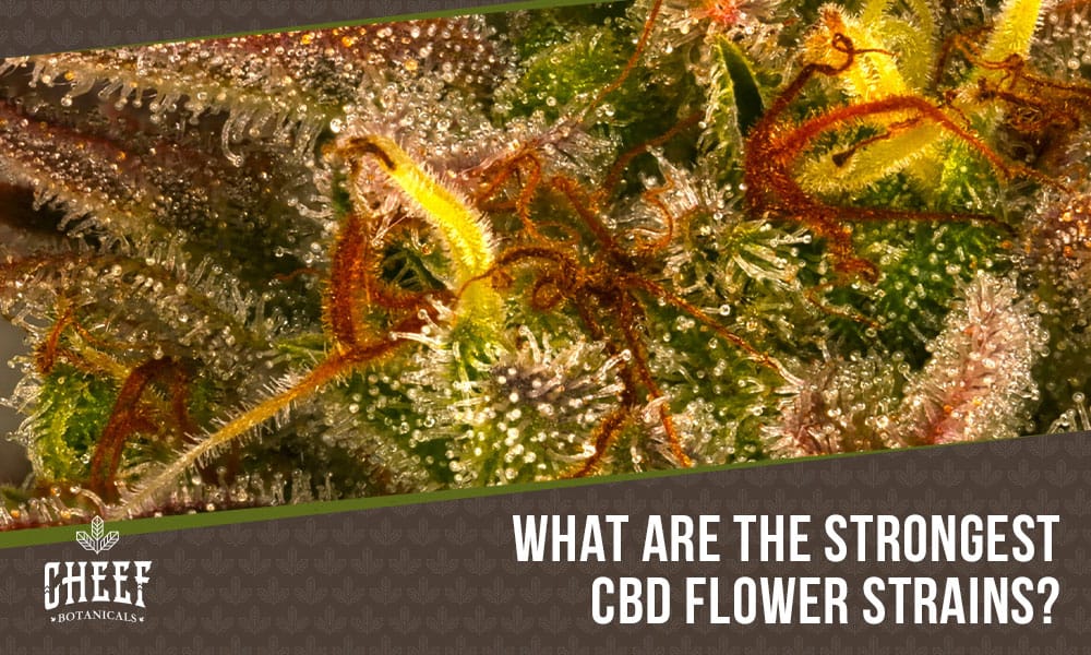 strongest CBD flower (featured blog image by Cheef Botanicals) shows a closeup of CBD flower buds