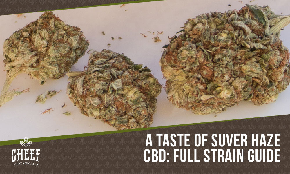 suver haze cbd