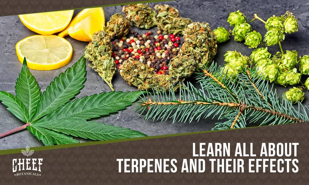 terpenes and their effects (featured blog image by Cheef Botanicals) shows various plants and their terpenes