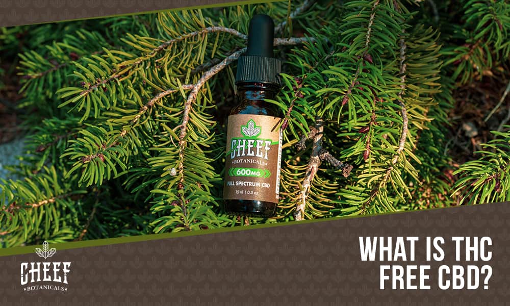 thc free cbd (featured blog image by Cheef Botanicals) shows a bottle of CBD oil on bushes