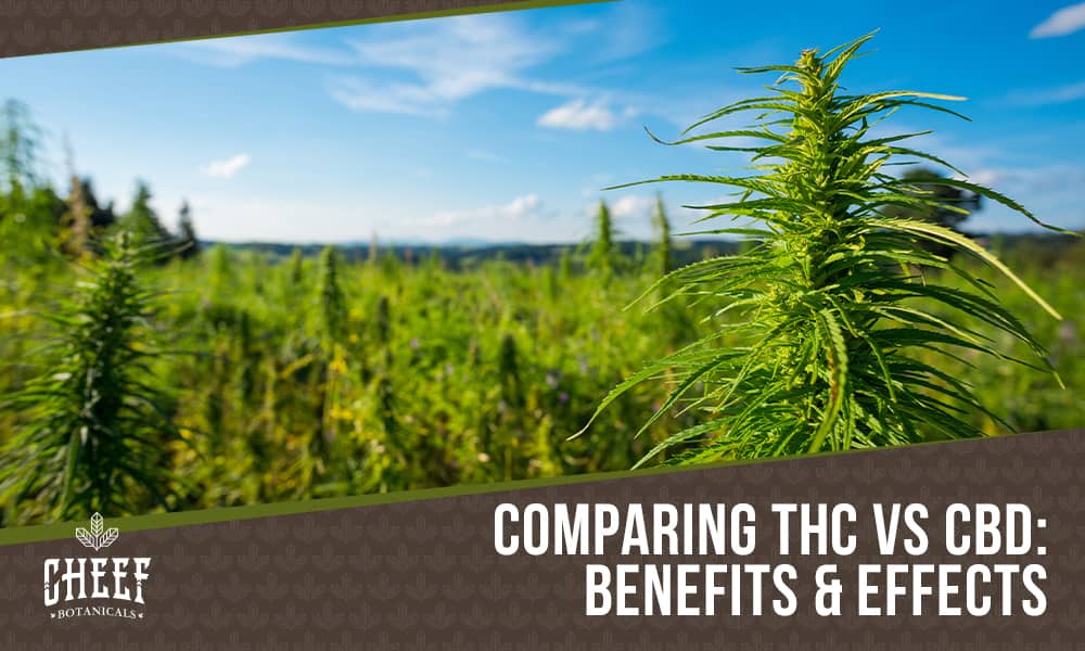 thc vs cbd (featured blog image by Cheef Botanicals) shows a field of cannabis plants