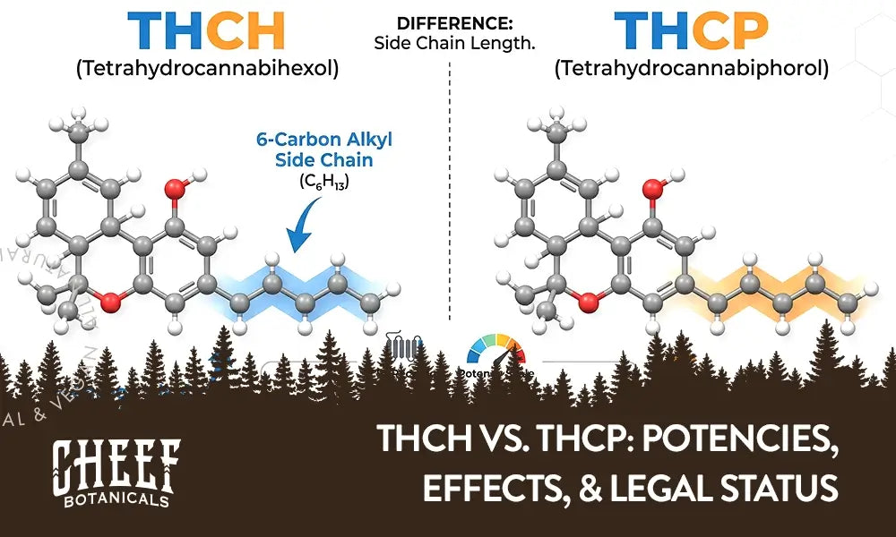 THCh vs THCp feaured blog image by Cheef Botanicals. Show a side by side comparsion of the two cannabinoid molecules.