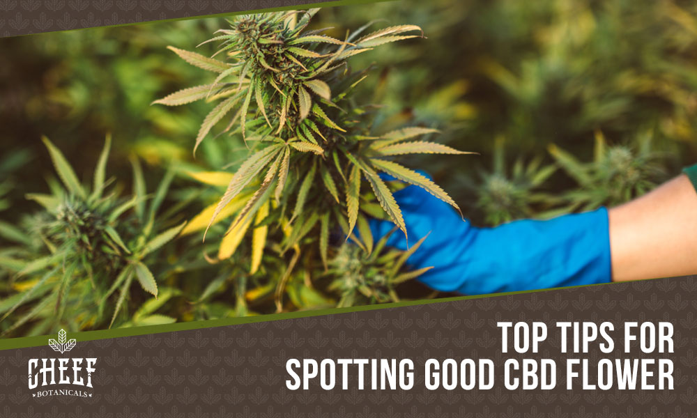 what does good cbd flower look like (featured blog image by Cheef Botanicals) shows a person examining a cannabis plant