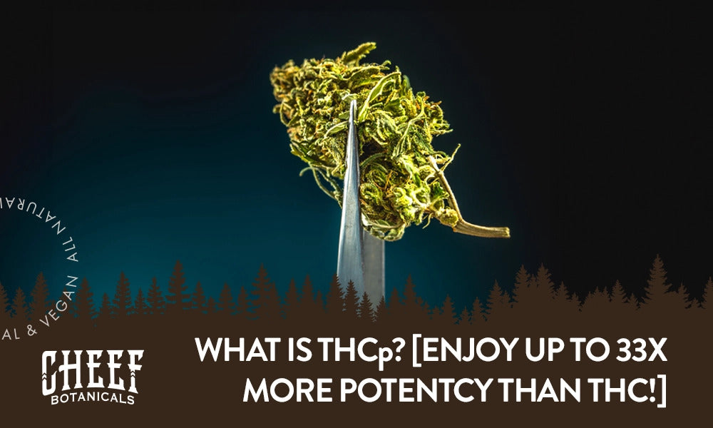 what is THCp featured blog image by Cheef Botanicals. Shows tweezer tips holding a THCp-infused bud