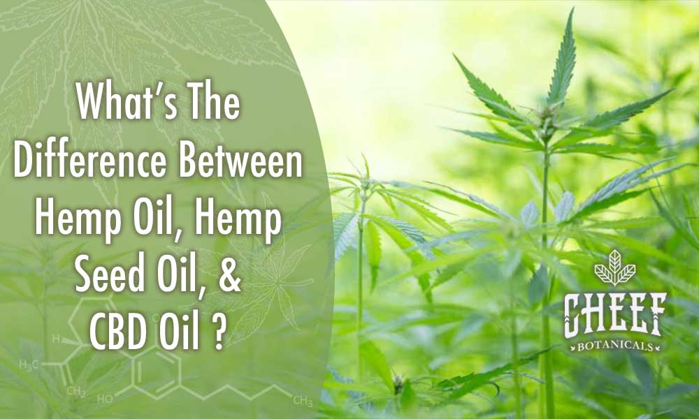 Featured blog image by Cheef Botanicals showing hemp plants with the text “What’s The Difference Between Hemp Oil, Hemp Seed Oil, & CBD Oil?” highlighting hemp oil vs CBD oil.