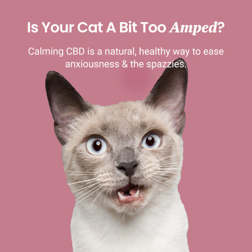 Salmon Flavored CBD Oil For Cats - HolistaPet