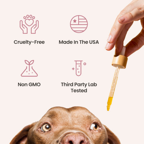 Salmon Flavored CBD Oil For Dogs - HolistaPet