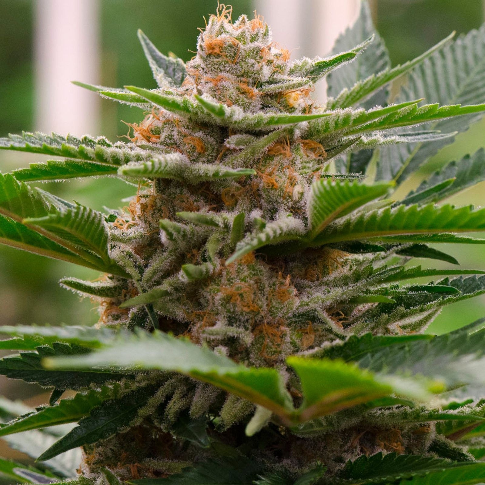 Strawberry Cough Seeds CBM-FEMinized - Fly High Seeds