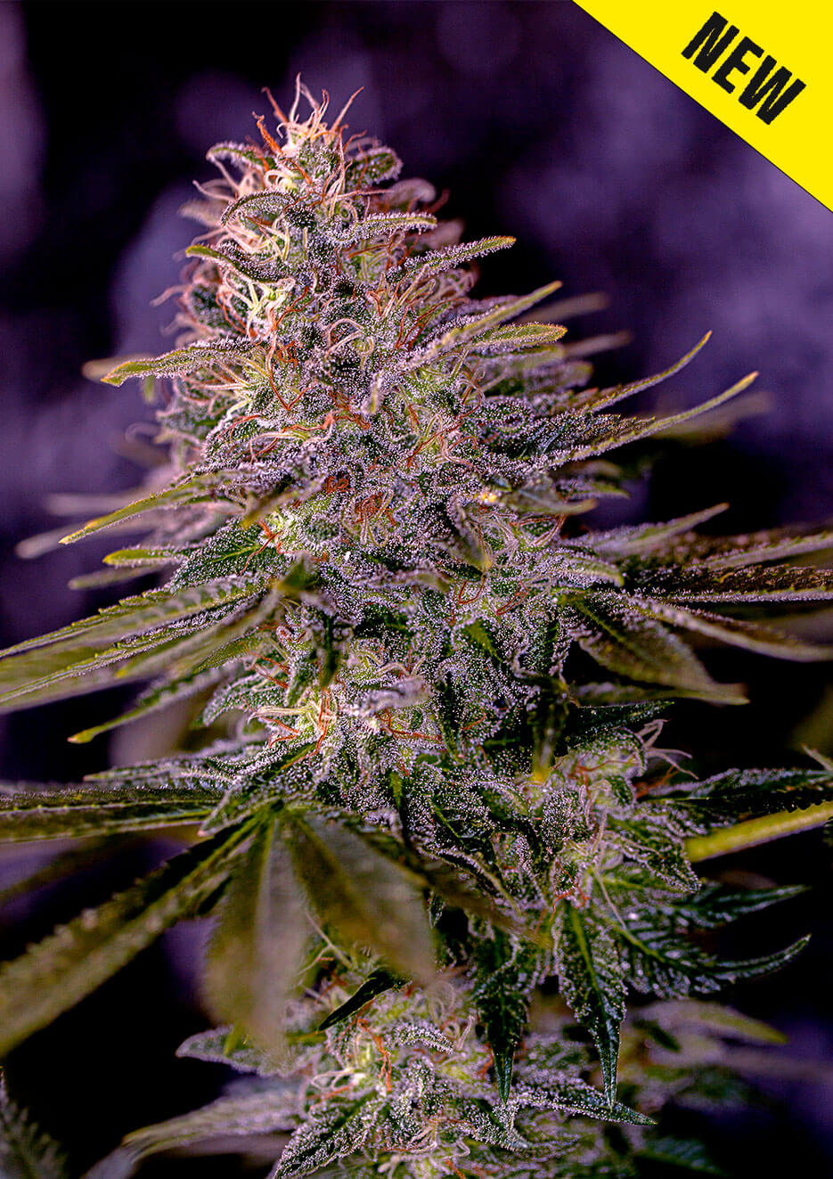 Purple Haze Seeds CBM-FEMinized - Fly High Seeds
