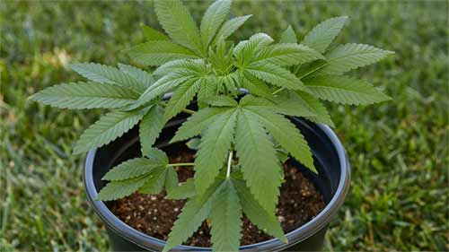 MAC 1 Seeds CBM-FEMinized - Fly High Seeds