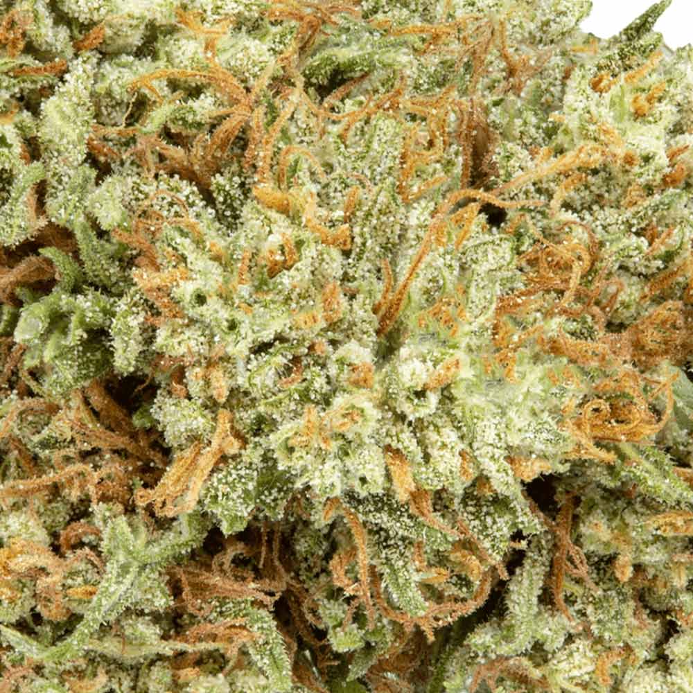 CBD Flower Pre Rolls mimosa Closeup