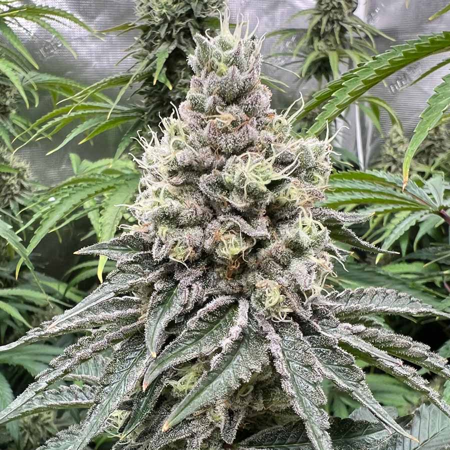 cookies plant GMO Cookies Seeds Feminized
