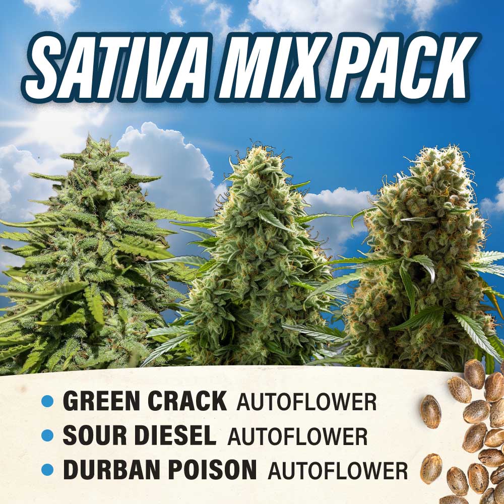 Sativa Mix Pack Autoflower