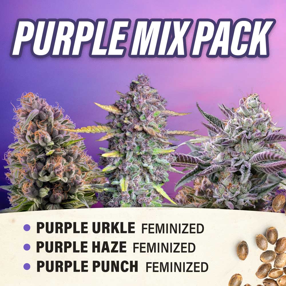 Purple Mix Pack Feminized