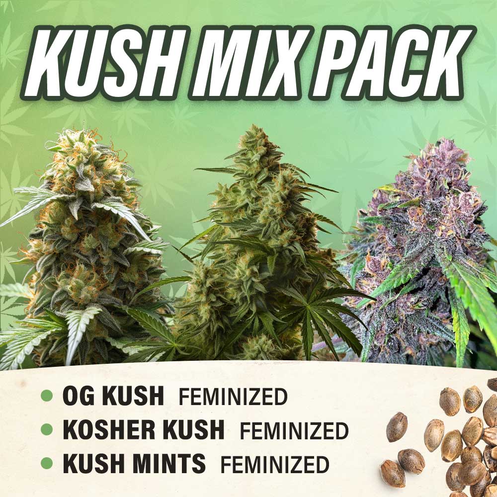 Kush Mix Pack Feminized