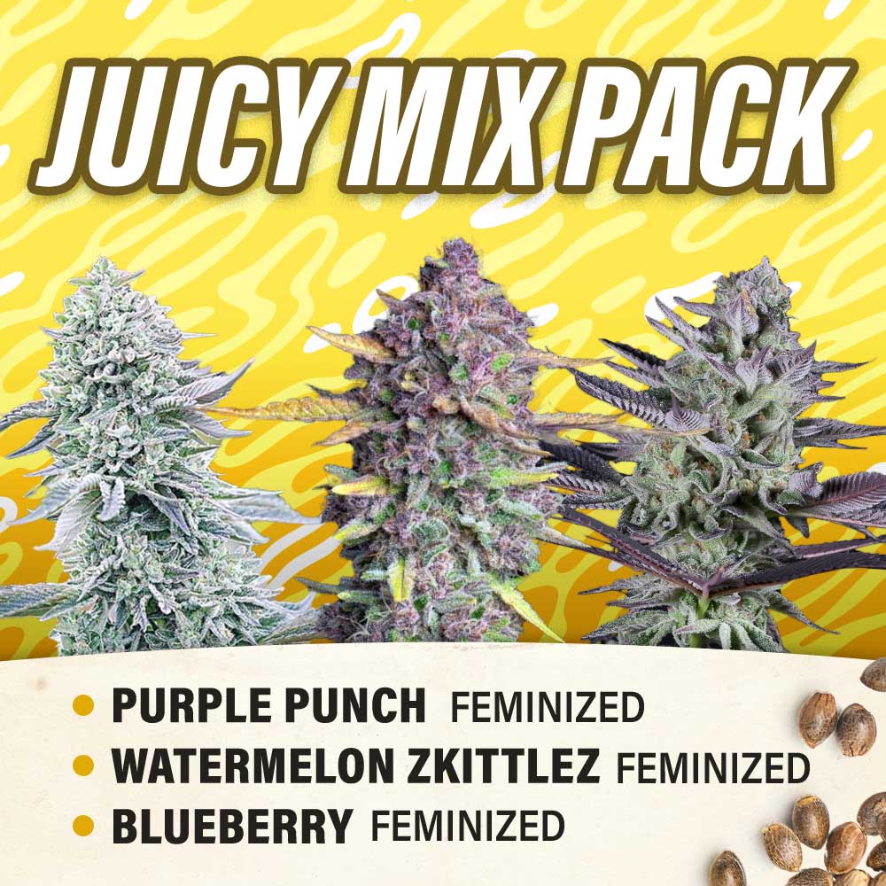Juicy Mix Pack Feminized