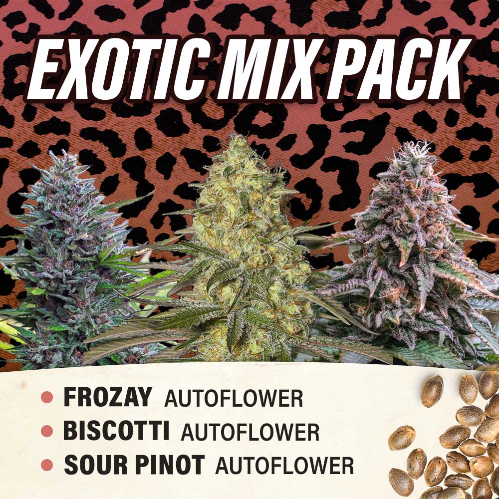 Exotic Mix Pack - Autoflower - Fly High Seeds