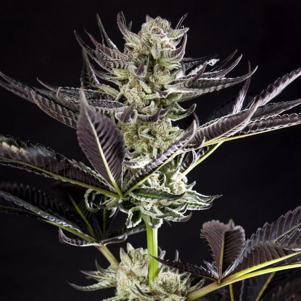 Dosido Seeds Feminized - Fly High Seeds