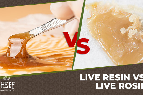Live Resin vs Live Rosin: What's the Difference?