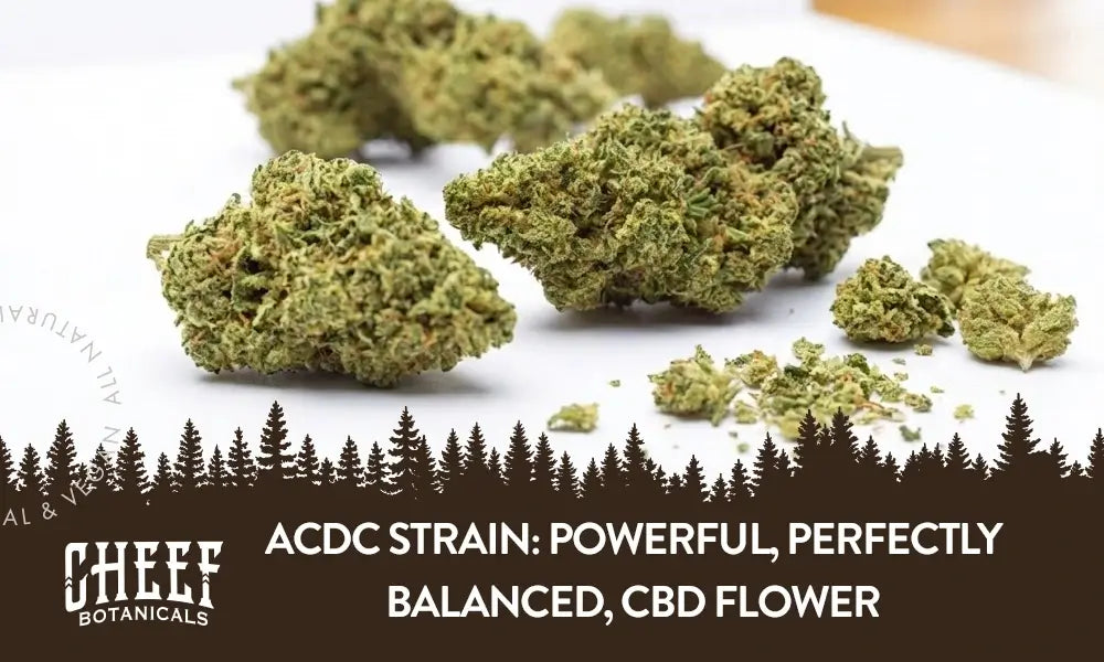 https://cheefbotanicals.us.com/cdn/shop/articles/ACDC_strain_1_db674574-5d5f-4c68-a935-8c648bb5a8bd_1024x1024.webp?v=1768868851