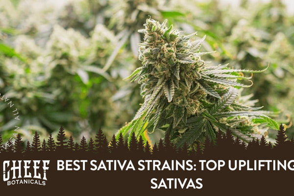 Best Sativa Strains: Top Uplifting Sativas