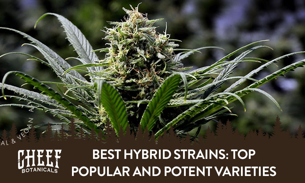 Best Hybrid Strains: Top Popular and Potent Varieties