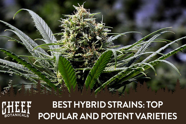 Best Hybrid Strains: Top 10 Popular & Potent Picks