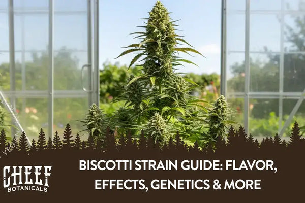 Biscotti Strain Guide: Flavor, Effects, Genetics & More