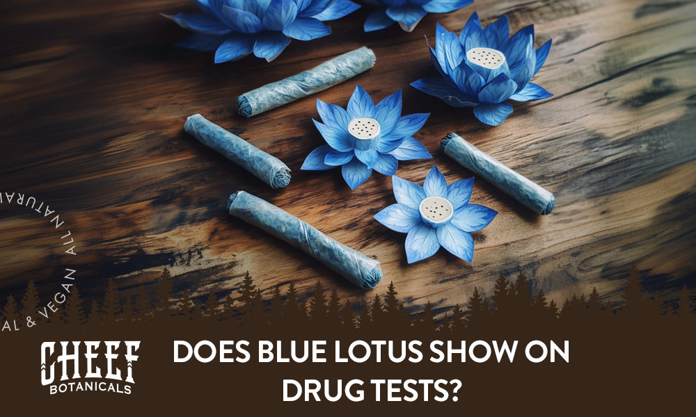 Does Blue Lotus Show Up On Drug Tests featured blog image by Cheef Botanicals. Shows some blue lotus flowers with some rolled blue lotus joints on top of a dark wooden surface.