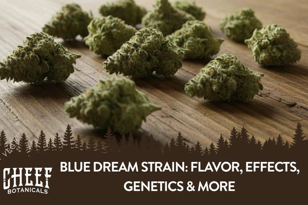 Blue Dream Strain: Flavor, Effects, Genetics & More