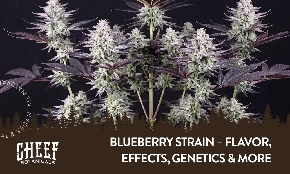 Blueberry Strain featured blog image by Cheef Botanicals. Shows a Blueberry cannabis plant growing with mature buds.