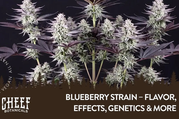 Blueberry Strain – Flavor, Effects, Genetics & More