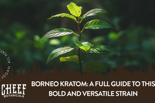 Borneo Kratom: A Full Guide to This Bold & Versatile Strain