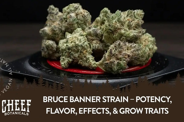 Bruce Banner Strain – Potency, Flavor, Effects, & Grow Traits