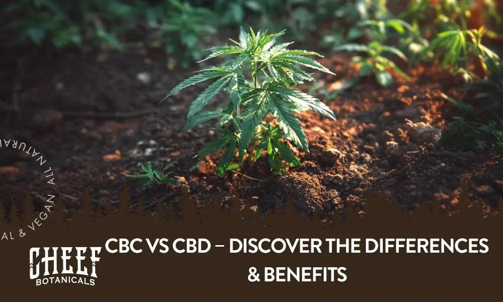 A cannabis plant growing naturally outside with the title "CBC vs CBD".