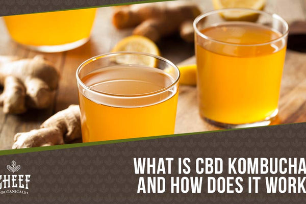 CBD Kombucha: A Delicious Antioxidant + Hemp = Wellness