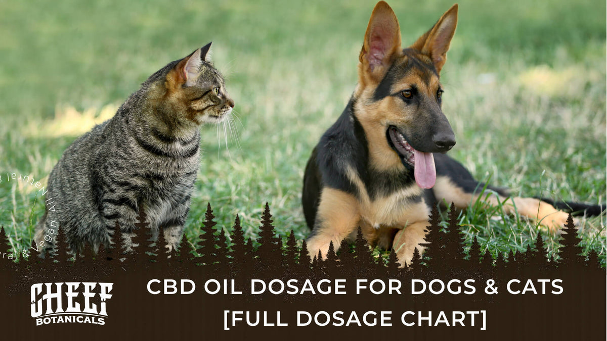 CBD Oil Dosage for Dogs & Cats (featured blog image by Cheef Botanicals) shows a dog and a cat outdoors