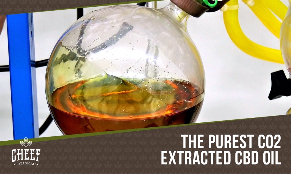 CO2 Extracted CBD Oil (featured blog image by Cheef Botanicals) show a round glass beaker with CBD extract inside of it. 