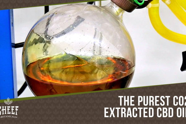 CO2 Extracted CBD Oil Guide: The Cleanest CBD Oil