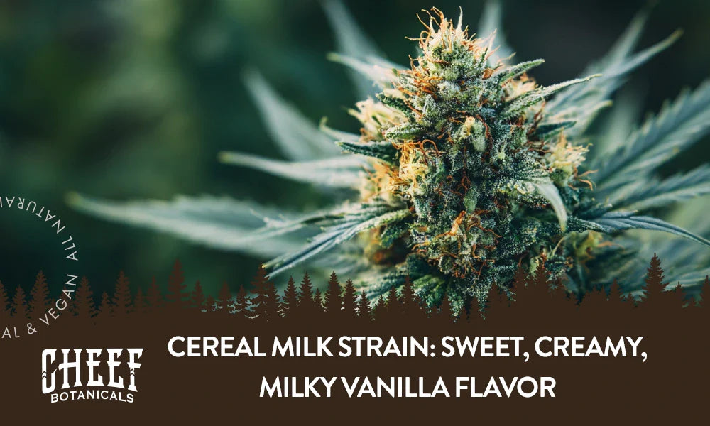 A Cereal Milk cannabis plant growing outside.