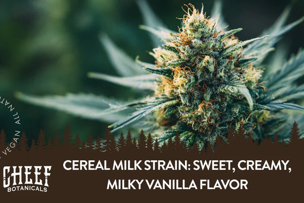 Cereal Milk Strain: Sweet, Creamy, Milky Vanilla Flavor