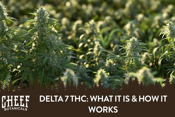 Delta 7 THC: What It Is & How It Works