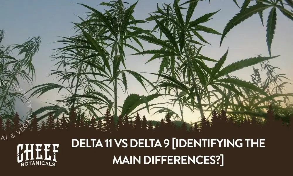 delta 11 vs delta 9 (featured blog image by Cheef Botanicals) shows cannabis plants in a field
